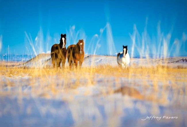 Curious Horses Postcard