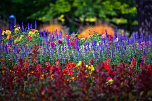 flowers-category-thumbnail