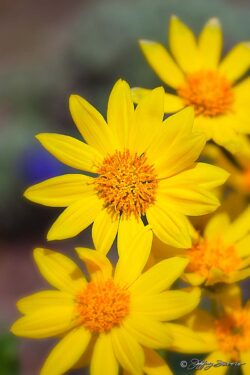 Yellow, Yellow, Yellow