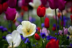 Tulips, Tulips, Tulips