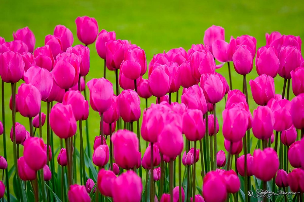 Pink Tulips Green Bokeh