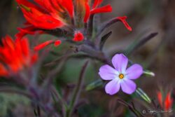 Amidst Indian Paintbrush
