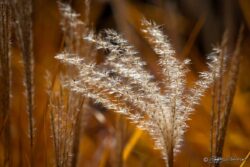 Sunlight And Nature Fusion
