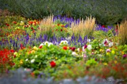 Municipal Garden Colors