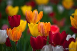 Light, Life And Beauty