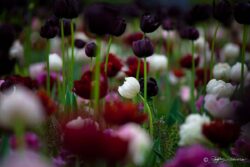 Gratitude, Purity, Innocence