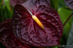 Dark Anthurium