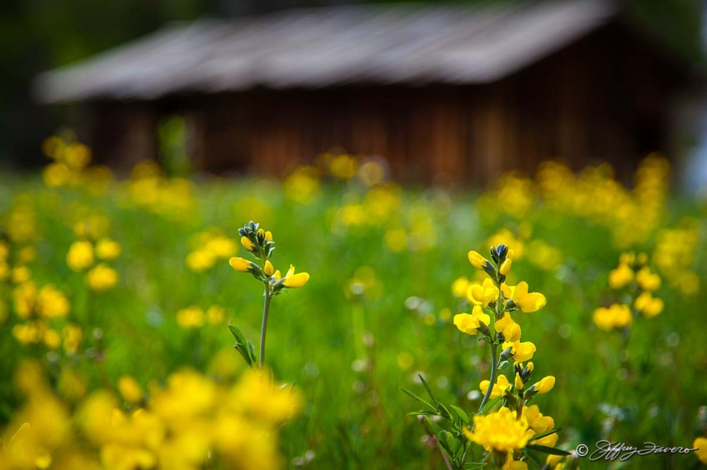 Yellow Wildflowers And Cabin