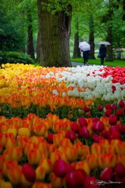 Virtual Sea Of Tulips