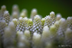 Keukenhof Simplicity