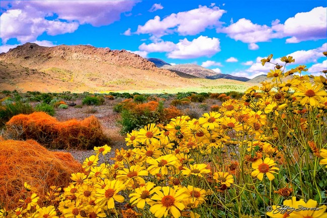 Spring Bloom - Death Valley NP