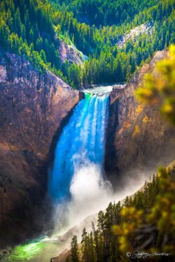 Lower Falls - Yellowstone National Park