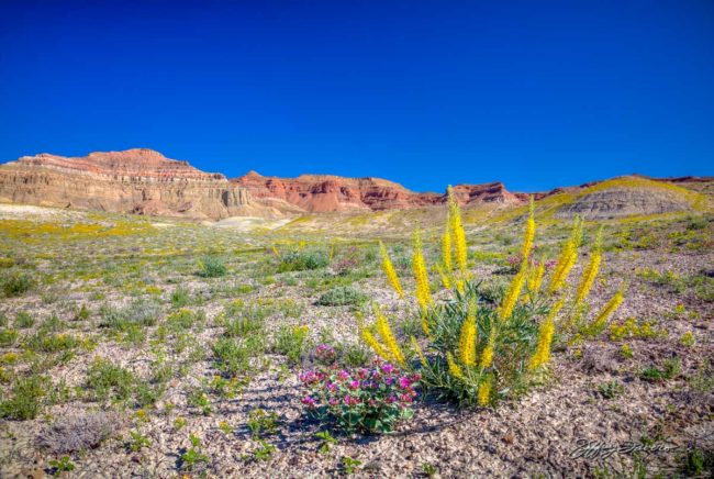 High Desert Spring Colors