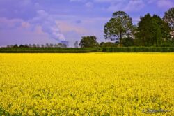 Field of Canola - Belgium