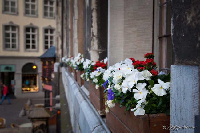 Aachen Window Box Flowers
