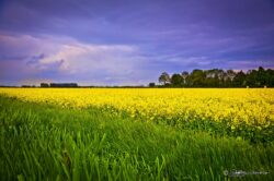 Belgian Canola