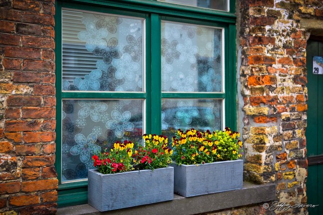 Window Box Flowers - Belgium
