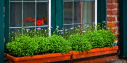 Belgian Window Box Flowers