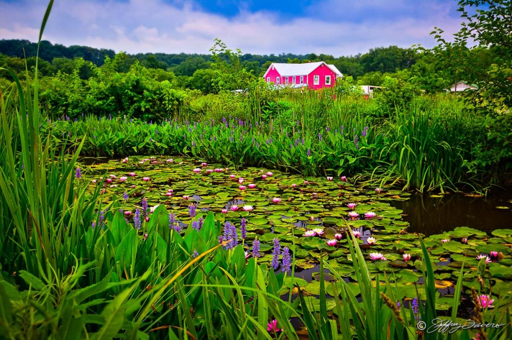 Lilypons Water Garden