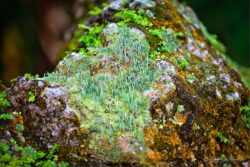 Steeped In Fall Color