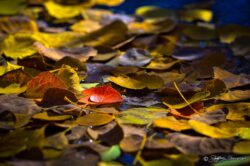 Fall Leaves And Raindrop