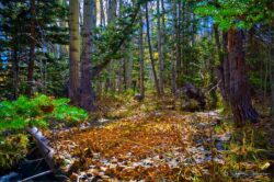 Fall Leaves And Stream