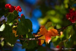 Fall Berries And Leaves