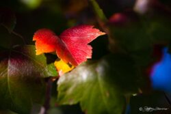 Classic Fall Simplicity