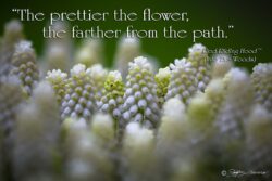 Prettier The Flower - Red Riding Hood