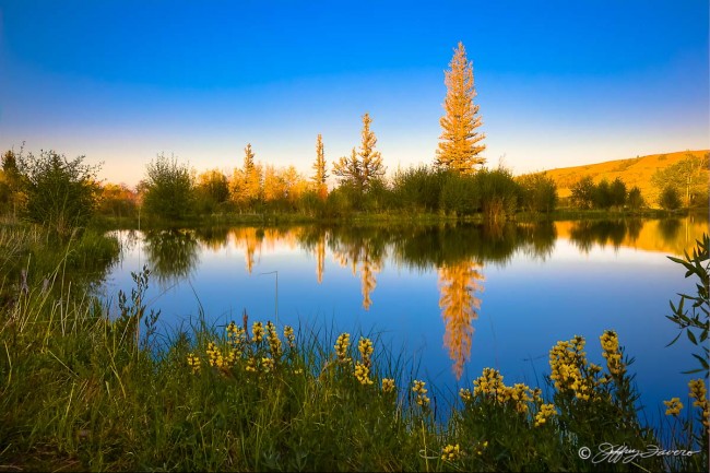 On Golden Pond