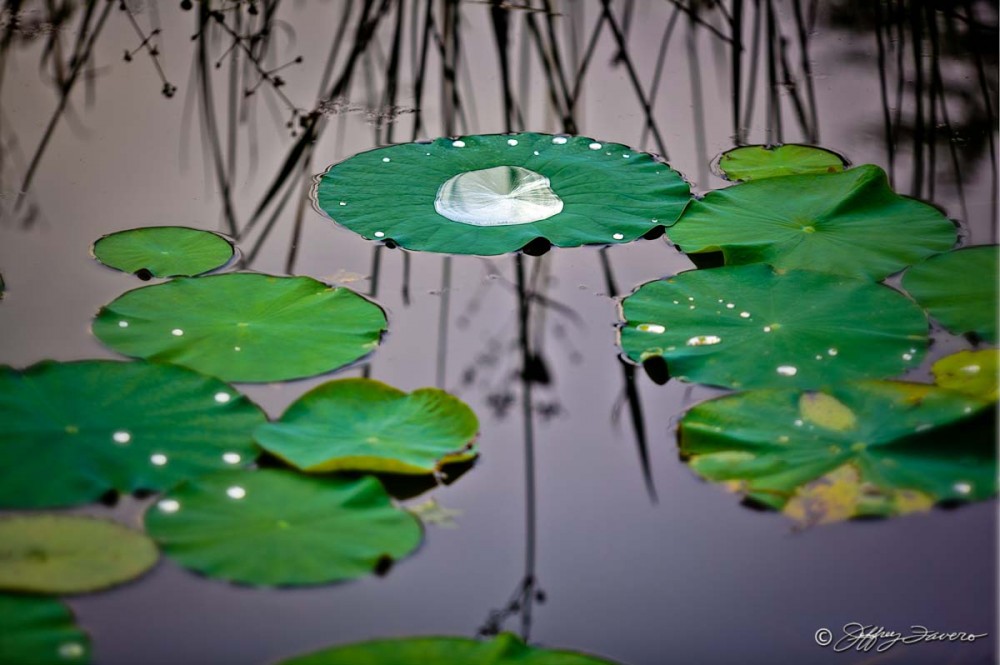 Rain On Lily Pads