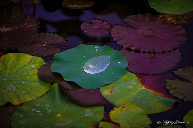 Coalescent Rain And Lily Pads