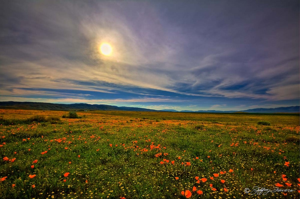 Poppy Afternoon