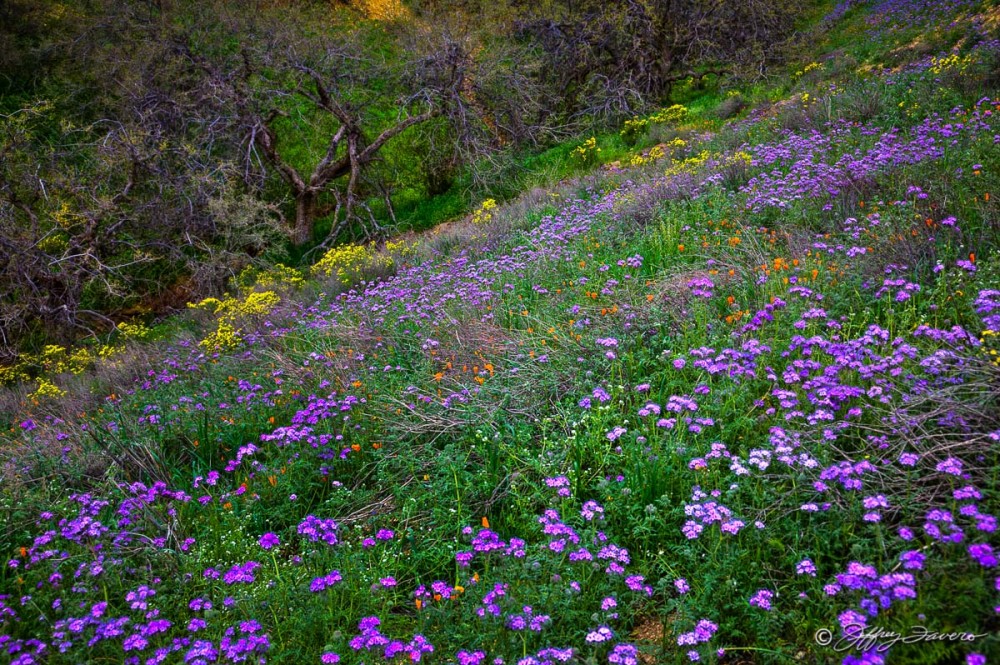 Kern County Wildflowers