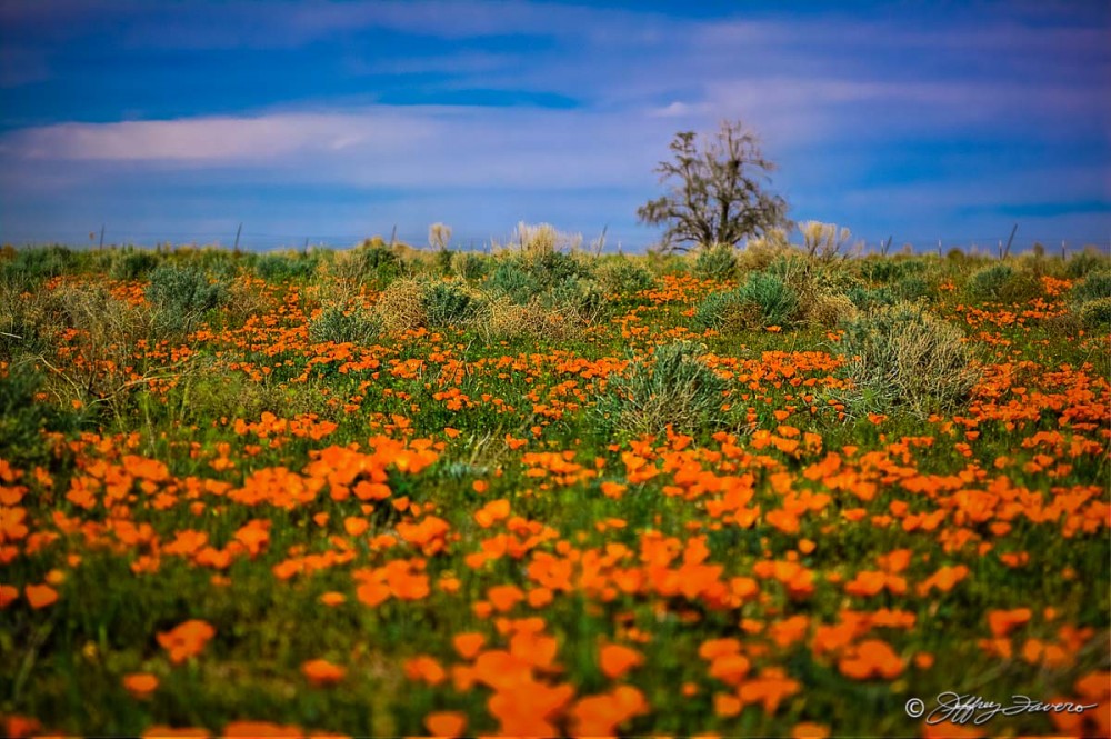 Poppies And Sagebrush