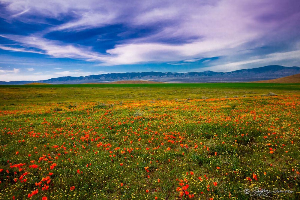 Field Of Poppies