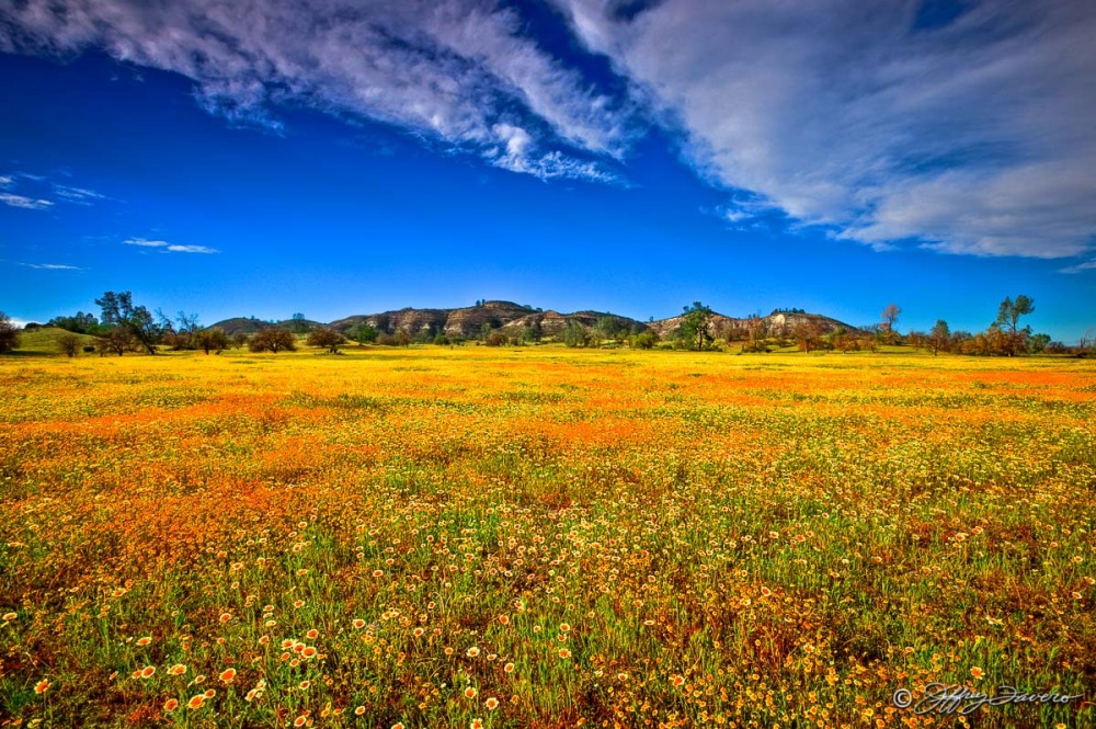 Wildflower Infinity