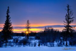 Setting Sun Through Pine