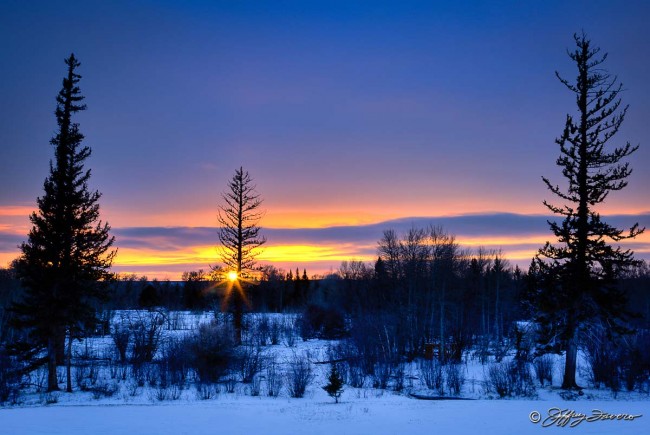 Setting Sun Through Pine