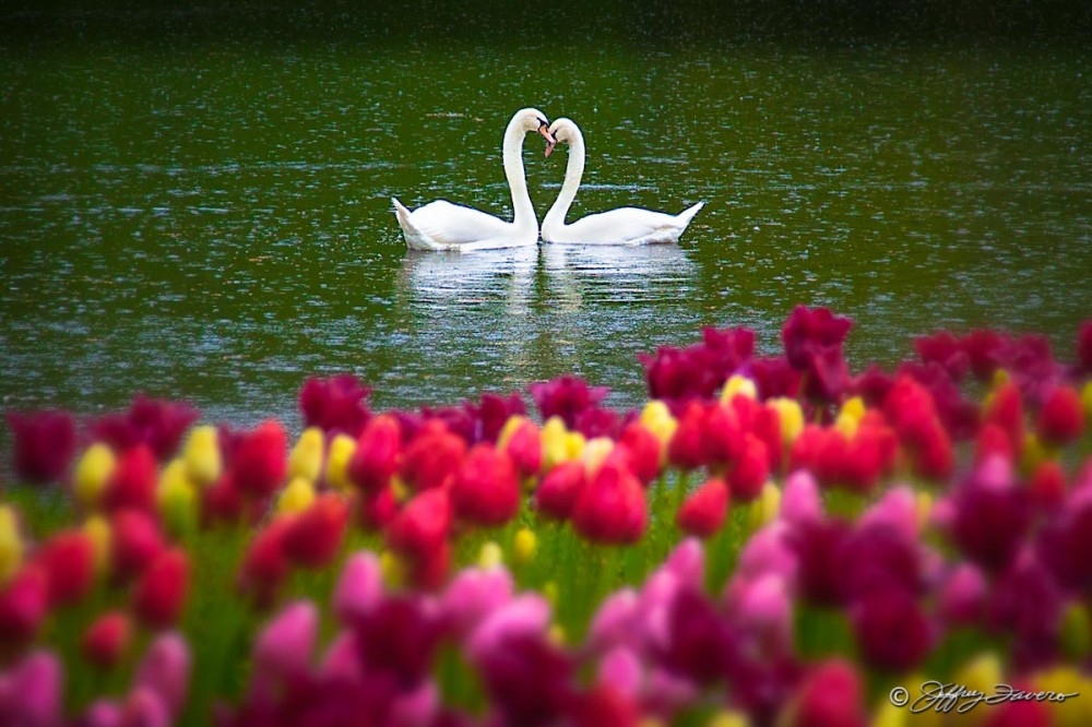 Swans And Tulips