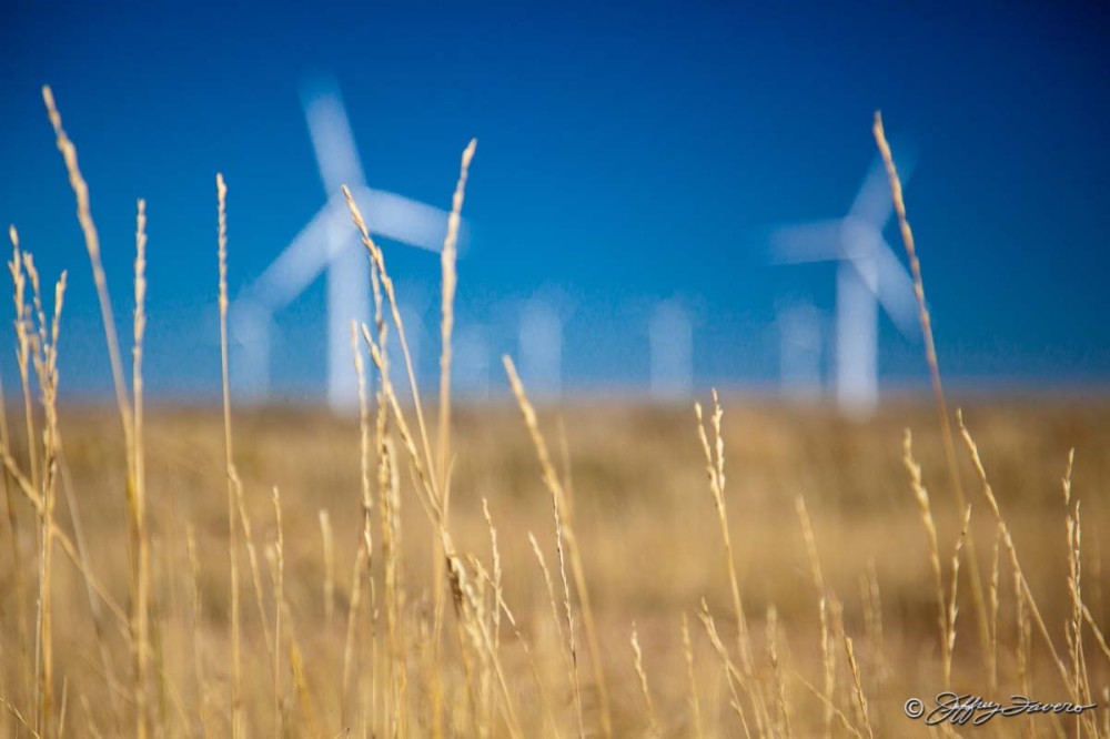 Golden Grass And Wind Turbines