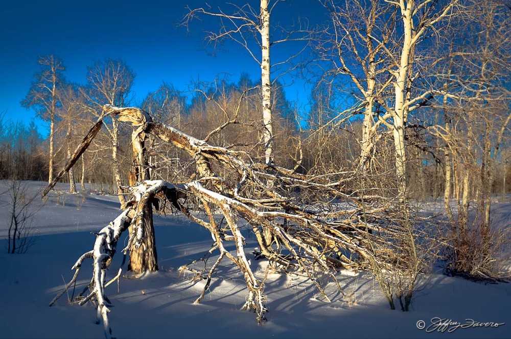 Winter Sunrise On Fallen Tree