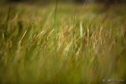 Tall Summer Grass