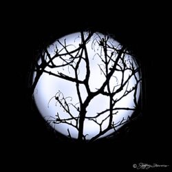 Full Moon Through Branches