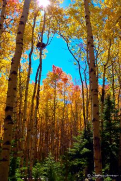 Quaking Aspen Sky