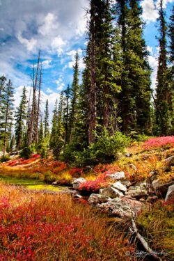 Tall Pines Fall Colors