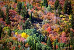 Backside Ben Lomond Peak