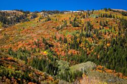 Above North Fork Park