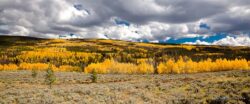 Quaking Aspen Splendor
