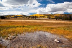Grassy Field - Wasatch NP